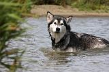 ALASKAN MALAMUTE 668